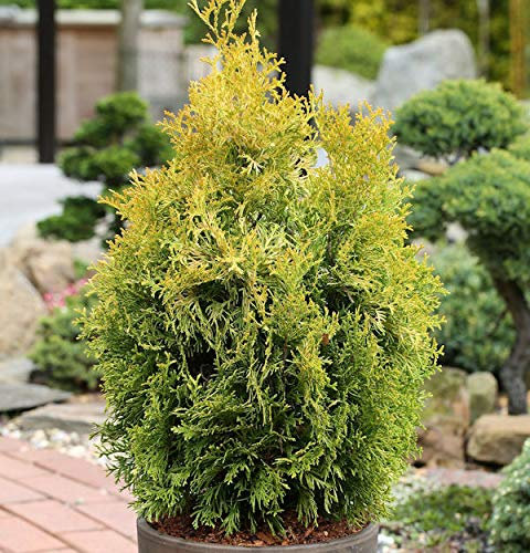 Lebensbaum Golden Smaragd 125-150cm - Thuja occidentalis - lebende Gartenpflanze aus den Baumschulen
