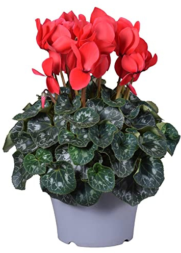 Cyclamen ROJO Planta Natural de Exterior con Flores Rojas
