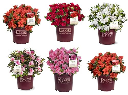 Set de Seis Unidades de Rhododendron Natural - Azalea Plantas de Exterior