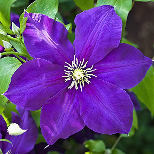 Clematis Jackmanii - Live Plant in a 4 Inch Growers Pot - Clematis 'Jackmanii' - Starter Plants Ready for The Garden - Beautiful Violet Purple Flowering Vine