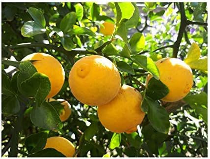 Citrus TRIFOLIATA, Japanese Bitter Orange, Hardy Lemon, Edible Fruits, Great for Bonsai or Hedging, 6-8cm Tall Seedling