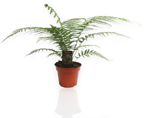 GARDENARIA Dicksonia antarctica Felce Arborea Tropicale 35 cm | Pianta da interno vera, Vaso da 17 cm, Facile da coltivare