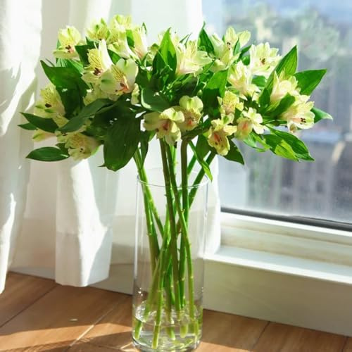 semillas de alstroemeria de jardín, interior de alstroemeria silvestres, lecho elevado Decoración 20pcs