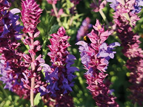 deutsche Samen vom Hainsalbei (lat. Salvia nemorosa) auch bekannt unter Steppen Salbei, mehrjährige lila Pflanze, besonders bei Schmetterlingen und Hummeln beliebte winterharte Blume (250 Samen)