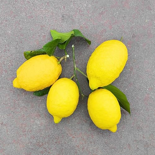 Limoni Calabresi - Ortofrutta Lavorato S.r.l.
