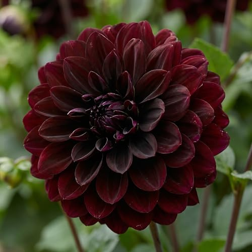 Dalias Bulbos Gigantes Decorativas Rojo-Negro - 5 Bulbos de Flores Exterior - Plantas Naturales Exterior de Holanda - No Resistente - Decoracion Jardin y Balcón - Sin Semillas, No Artificiales