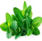 60 semillas nuevas de plantas de menta fresca