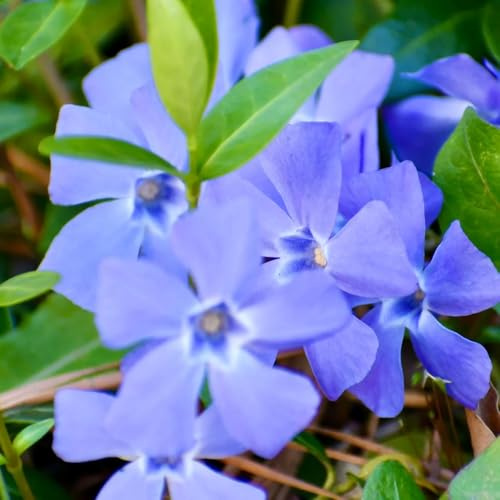 Semillas resistentes de arbustos de hoja perenne Arbustos decorativos, cocina, balcón, Catharanthus roseus resistentes para jardín otoño, semillas 200pcs
