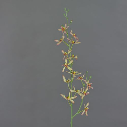 artplants.de Künstlicher Zweig Cattleya Orchidee TRASSA, hellgrün-rot, 80cm | Kunstblumen Orchideenzweig