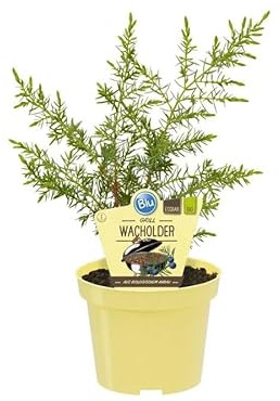Meyer Ginepro BIO su Vaso 12 cm Verde Cultivar Autofertile