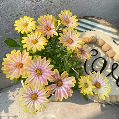 Kapkörbchen wohnzimmer deko wildblumen balkonblumen gartendeko für draußen wildblumensamen hochbeet balkon winterharte stauden für pralle sonne bodendecker winterhart mehrjährig balkon 10samen