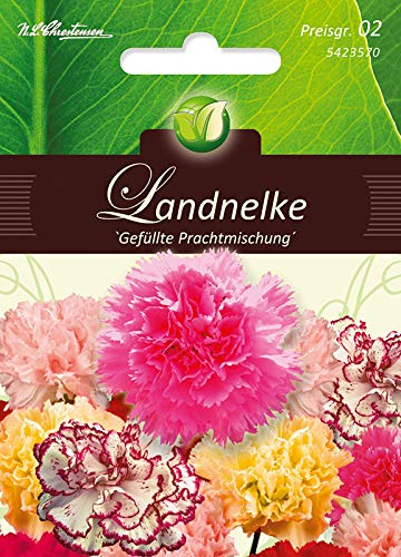 Dianthus, Landnelken,Gefüllte Prachtmg.