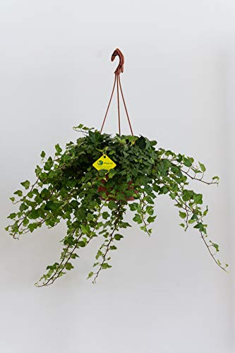 Plantì HEDERE BASKET Green Wonder, Edera di Dionisio Pianta Rampicante Sempreverde a Crescita Lenta, Vera Edera Rampicante da Utilizzare per Giardino Esterno Diametro vaso 19 cm