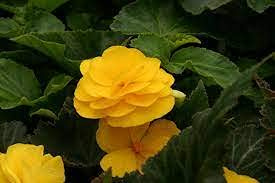 Aamish 15 pezzi Begonia Tuberous Mocha Gelbe Blumensamen