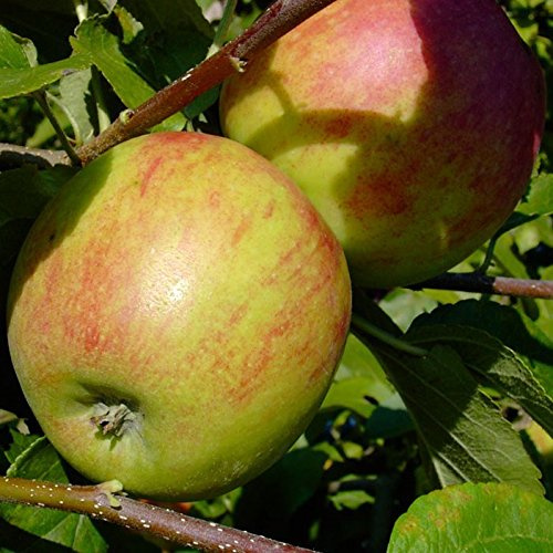 Geheimrat Oldenburg saftig würzig Herbstapfel Apfelbaum Buschbaum 110-140 cm 7,5 L Topf MM111