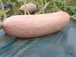 PREMIER SEEDS DIRECT Squash - Jumbo Pink Banana - 15 Seeds (Organic)