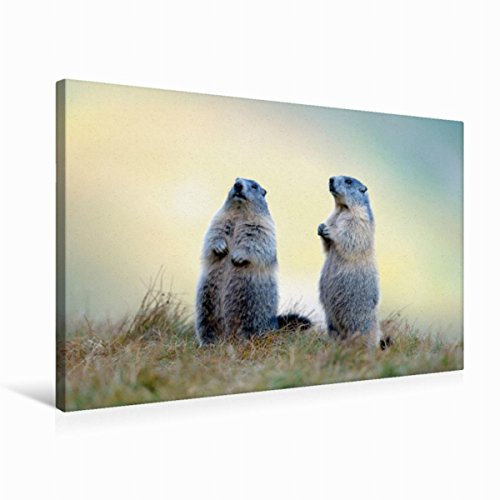 Premium Textil-Leinwand 75 x 50 cm Quer-Format Zwei Murmeltiere | Wandbild, HD-Bild auf Keilrahmen, Fertigbild auf hochwertigem Vlies, Leinwanddruck von J R Bogner