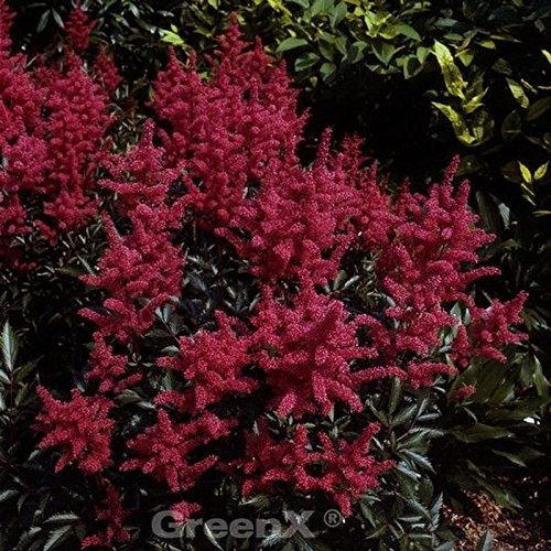 Astilbe arendsii 'Glut' – Winterhart, Mehrjährig, Pflegeleicht – Prachtspiere – Staude für Beet & Schattenbeet