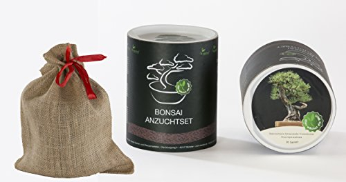 Seedeo Bonsai Geschenk - Set Österreichische Schwarzkiefer (Pinus nigra austriaca) …