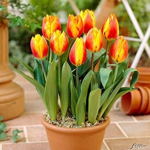 Tulpenzwiebeln Flair Rot-gelb getreift | Blumenzwiebeln, mehrjährig & robust- Frühe Tulpe Flair - 7 Tulpen-Zwiebeln