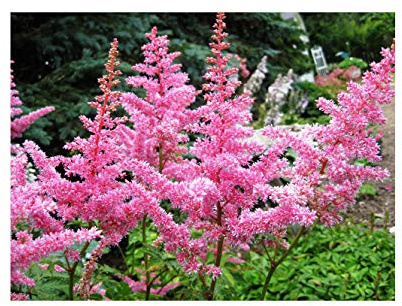 Garthwaite Nurseries Potted 1 Litre Astilbe Arendsii Pink Beauty Summer Flowering Pink Garden Perennial Plant