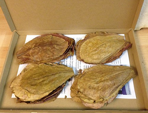 garnelenshop24de Nano Seemandelbaumblätter (ca.10cm/ca.50Stück) original A-Markenware von SMJS-Cambodia +++BLITZVERSAND+++ Seemandellaub Catappa Leaves