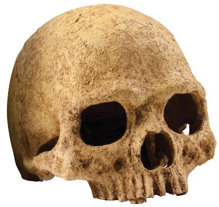 Exo Terra Terrarium Dekor Primaten Schädel