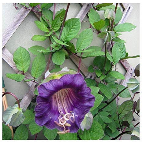 Premier Seeds Direct - Cobaea Violet Cup and Saucer Plant - Finest Seeds (Pack of 15)