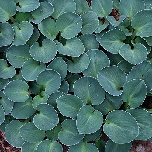 Hosta 'Blue Mouse Ears' Herbaceous Perennial Hardy Plant in 9cm Pot