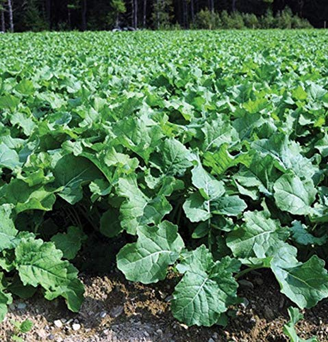 Dwarf Essex Rape Seed - A Cross Between a Turnip and a Kale - Great Tasting(100 - Seeds)