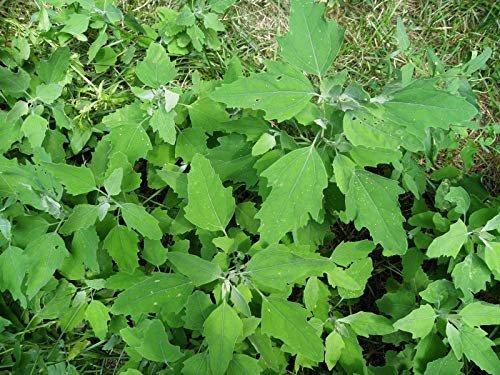 KVITER 5000 Lambs Quarter Seeds (Chenopodium Album) - Lambsquarter, White Goosefoot, Wild Spinach (Fat-Hen) - Edible Weeds, Heirloom Seeds, Drought-Tolerant Herb Seeds, Ideal for Kitchen Garden