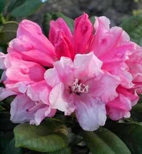 Rhododendron yakushimanum Colibri - Ball - Alpenrose - 30-40cm