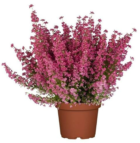 Calluna Vulgaris Natural el Arbusto de Exterior que es Ideal para Jardines y Terrazas
