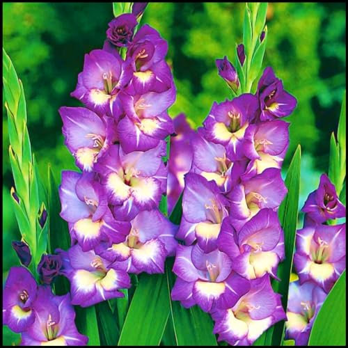 Gladiolus Bulbs UK Gladiolus Flower Gladiolus Plant(Plant Bulbs,Ornamental Flowers,Wedding Flowers,Cut Flowers)-3bulbs-b