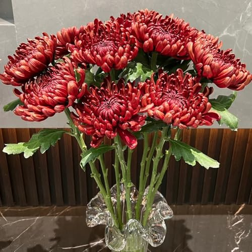 semillas de crisantemo resistentes de primavera, silvestres crisantemo cortadas decorativas resistentes para balcón para lugares soleados jardín, 500pcs
