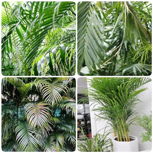 300 pcs Goldfruchtpalme samen nachhaltige geschenke für frauen winterfeste pflanzen für kübel zimmerbonsai bonsai indoor plants pflanzensamen pflanzen topf balkongarten dachbegrünung