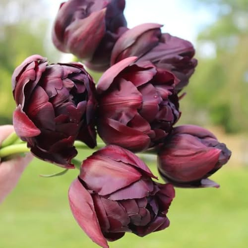 Bulbi di tulipano resistenti per giardini rocciosi serre balcone rialzata di primaverili per i luoghi soleggiati ornamentali del 3pcs