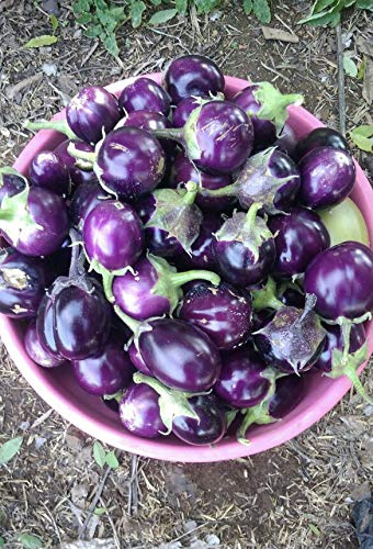25 Seeds / Purple Eggplant (Baby Eggplants)