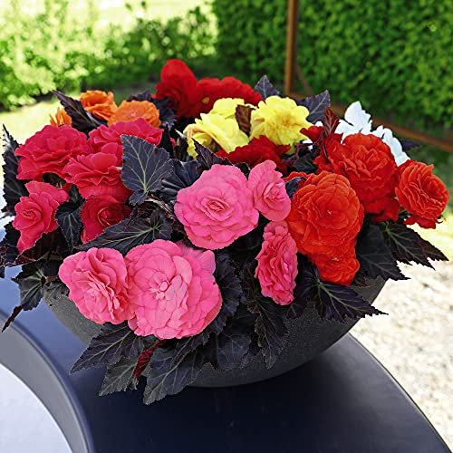 Begonia Non Stop Mocca Mixed Garden Plant Half- Hardy Perennial Flowering Garden Plants Easy to Grow Your Own 12x Plug Plants