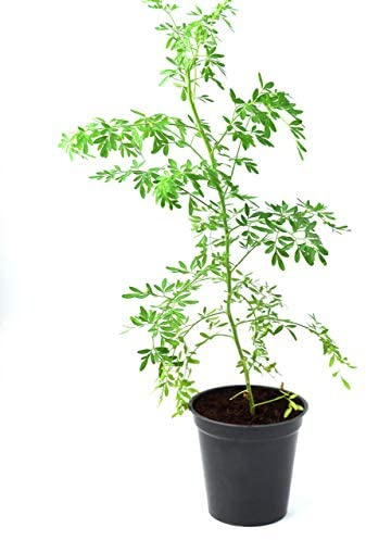 Ruda Común Planta Natural para Jardín Ruta Graveolens