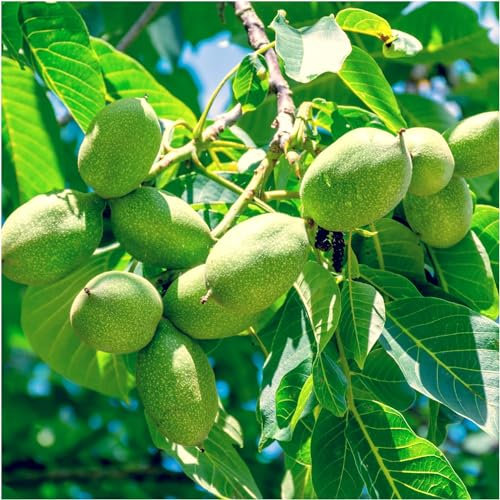 English Walnut Fruit Tree 1-2ft Tall, Grow Your Own Healthy Nuts, Juglans Regia