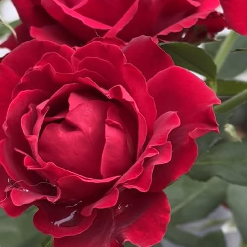 semillas de rosal - silvestres, lecho elevado de rosal de perennes resistentes, balcón, 400pcs