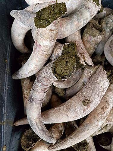 Home Comforts The Cow Horn Manure Biodynamic Fertile Ground Vivid Imagery Laminated Poster Print-20 Inch by 30 Inch Laminated Poster With Bright Colors And Vivid Imagery