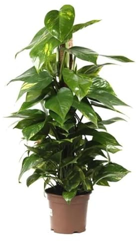 Poto Tutor Natural Planta de Fácil Mantenimiento que Añade Elegancia a tu Espacio