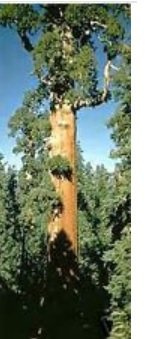 Sequoiadendron giganteum Sequoia Gigante semi!