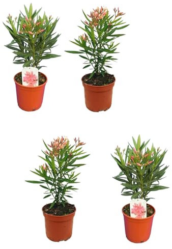 Kit 4 Adelfas - Árboles Naturales - Plantas Resistentes y Fáciles de Cuidar