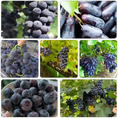 uva uvas - interior comprar bonsáis en extremadamente resistentes silvestres semillas de perennes resistentes columnar reverdecimiento tejados 500pcs