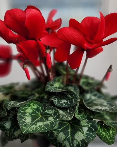 90 graines de fleurs de cyclamen fraîches et neuves