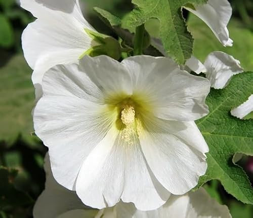 100 graines de rose trémière blanche