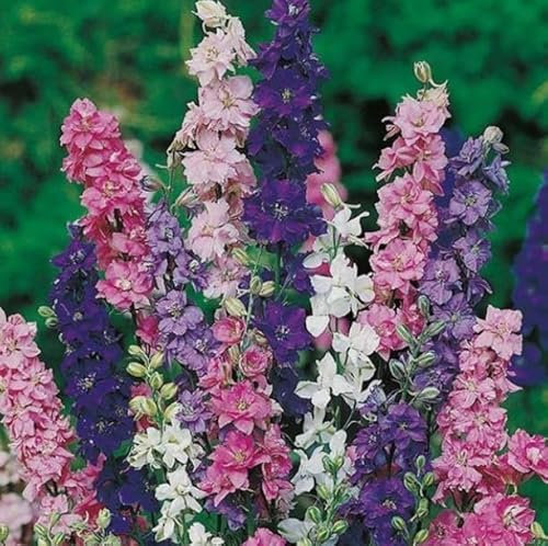 1 Pack of 200 SEEEDS Larkspur Crown Blend Mixed